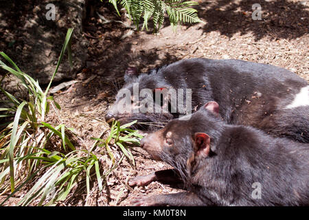 Tasmanische Teufel in Wildlife Park in Ballarat Victoria Australien Stockfoto