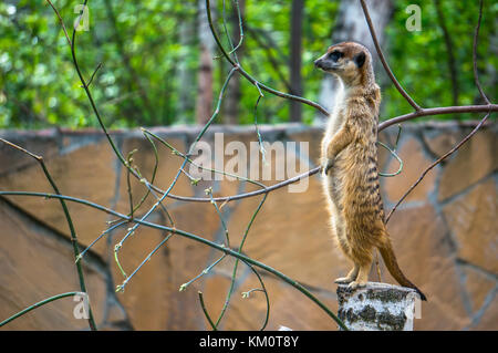 Aufmerksame suricat stehend auf einem hölzernen Stumpf und auf der Suche nach Gefahr. Stockfoto