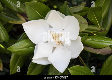 Nahaufnahme einer schönen weißen Magnolia Grandiflora in Blüte, England, Großbritannien Stockfoto