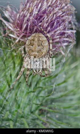 Weibliche Brücke (Larinioides sclopetarius Orbweaver Spinne) in Sussex, UK Stockfoto