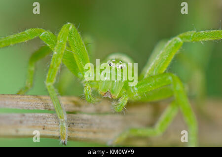 Grüne Huntsman Spider (Micrommata Virescens) weiblich. Sussex, UK Stockfoto