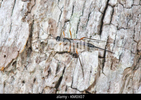 Weibliche Ichneumonide Darwin Wasp sucht im toten Wald nach einem Wirt. Sussex, Großbritannien Stockfoto