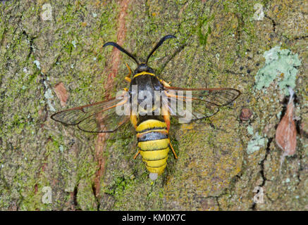 Lunar Hornet Moth (Sesia bembeciformis) Stornierung von Abfällen meconium Stockfoto