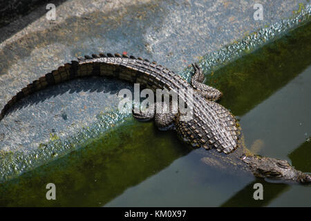 Eine teilweise eingetaucht Krokodil an der Zoologische Garten in Oyo Nigeria Stockfoto