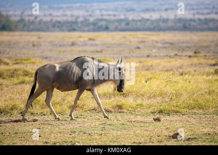 Gnu Antilope ist Wandern, auf Safari in Kenia Stockfoto