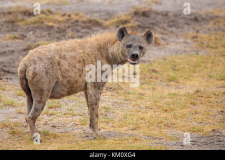 Hyena beobachtet Sie auf Safari in Kenia Stockfoto