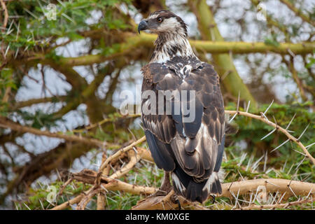 Großen Vogel sitzt auf dem Baum, auf Safari in Kenia Stockfoto