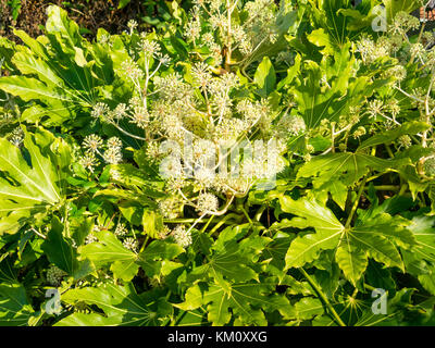 Detail fatsia japonica (fatsi) oder japanischen Aralia japonica Blüte in North Yorkshire England in Blüte im Dezember 2017 Stockfoto