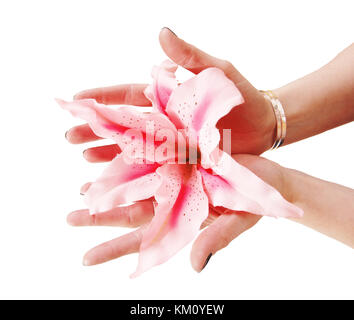 Eine Nahaufnahme Bild von zwei Händen von einer Frau mit einem rosa Lilie in ihre Handflächen, auf weißem Hintergrund Stockfoto