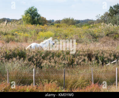 Eine weisse Camargue Pferd stehend in einem grünen Feld durch Vegetation. Bäume und blass blauen Himmel im Hintergrund und ein Stacheldrahtzaun in der Stockfoto