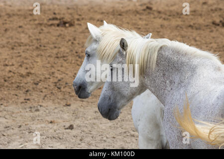 Eine Nahaufnahme von zwei Camargue-pferde' Kopf und Schultern nur, stehend im Dreck. Die jüngeren Pferd ist mit grauen Sprenkeln. Von hinten in fotografiert na Stockfoto