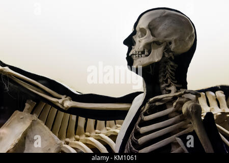 Modell des menschlichen Skeletts. Querformat. Stockfoto