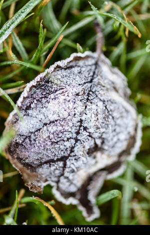 Herbst Blatt im Frost bedeckt liegt auf einem Rasen in den ersten Frost des Jahres. Gärtner traditionell sicherzustellen, zarten Pflanzen durch dieses Lernabschnitts geschützt sind Stockfoto