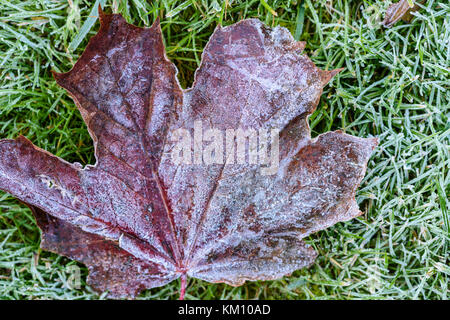 Herbst Blatt im Frost bedeckt liegt auf einem Rasen in den ersten Frost des Jahres. Gärtner traditionell sicherzustellen, zarten Pflanzen durch dieses Lernabschnitts geschützt sind Stockfoto