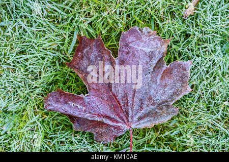 Herbst Blatt im Frost bedeckt liegt auf einem Rasen in den ersten Frost des Jahres. Gärtner traditionell sicherzustellen, zarten Pflanzen durch dieses Lernabschnitts geschützt sind Stockfoto