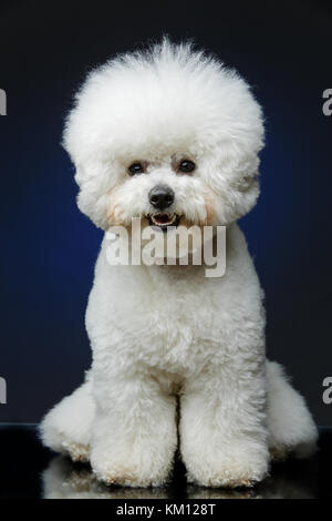 Wunderschöne bichon frisee Hund Stockfoto