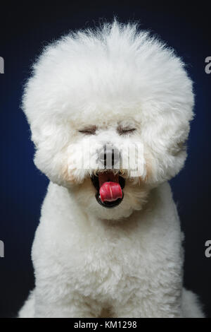 Wunderschöne bichon frisee Hund Stockfoto