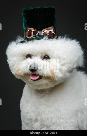 Wunderschöne bichon frisee Hund in süßen hat Stockfoto