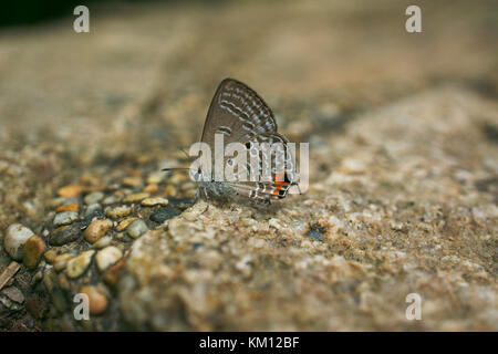 Schmetterling, chilades pandava Pandava, Cycad blau, plains Amor, Stockfoto