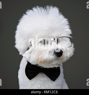 Wunderschöne bichon frisee Hund in bowtie und Gläser Stockfoto