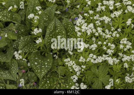 Bethlehem Salbei, Pulmonaria saccharata und Süßholzwurz, Asperula odorata, in wildem Gartenbeet, Stockfoto