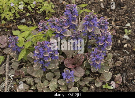 Eine Sorte von Bugle, Ajuga reptans 'Burgundy Glow', in einem Garten. Stockfoto