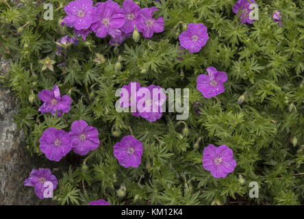 Blutiger Kranzschnabel, Geranium Sanguineum, in Blume. Stockfoto