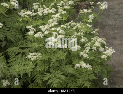 Süße cicely, Myrrhis odorata, in Blüte im Frühling. Stockfoto