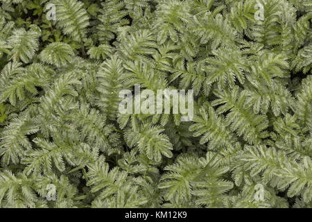 Blätter von Silverweed, Potentilla anserina, auf feuchter Weide. Stockfoto
