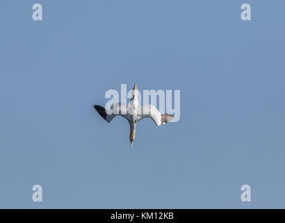 Nördliche Tölpel, Morus bassanus, Tauchen nach Fischen vor der Küste. Stockfoto