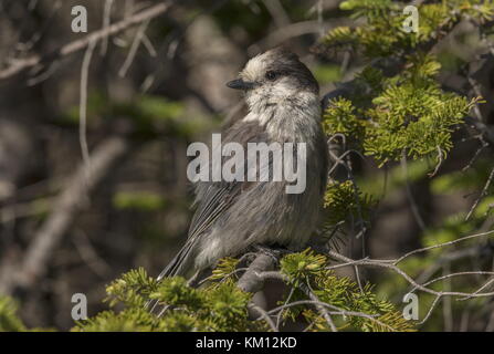 Grey jay, Perisoreus canadensis, hoch in Tanne, Neufundland, Kanada. Stockfoto