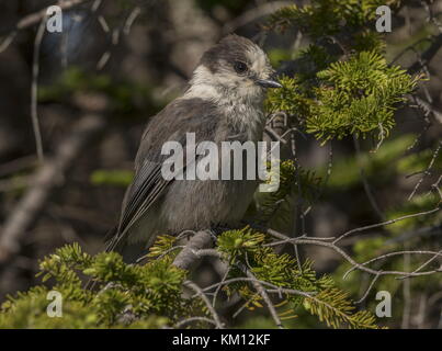 Grey jay, Perisoreus canadensis, hoch in Tanne, Neufundland, Kanada. Stockfoto