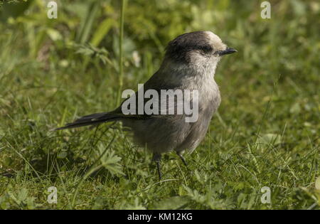 Grey jay, Perisoreus canadensis, hoch in Tanne, Neufundland, Kanada. Stockfoto