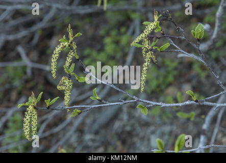 Grünerle, Alnus viridis subsp. Crispa, männliche Catkins im Frühjahr; Neufundland. Stockfoto