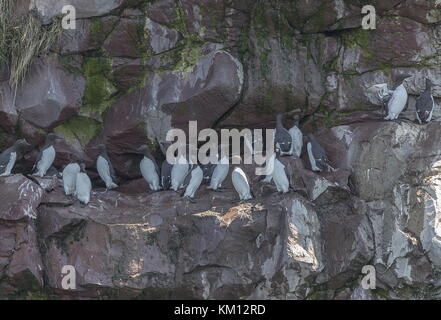 Gewöhnliche Guillemots, Uria aalge, einschließlich Zaum-Guillemots, nistet auf Linken, Neufundland. Stockfoto