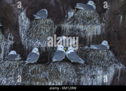 Kittenwakes nisten auf Klippen auf der Halbinsel Avalon in Neufundland. Stockfoto