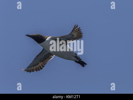 Gemeinsame Guillemot, Uria aalge, im Flug. Stockfoto