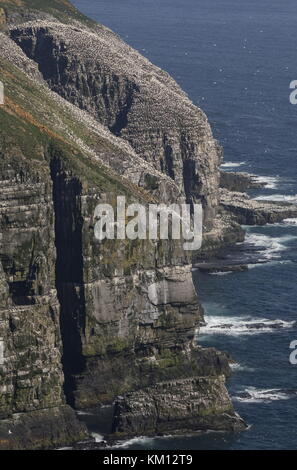 Nördliche Tölpel, Morus bassanus, Kolonie auf den Klippen von Cape St Mary's, Neufundland. Stockfoto