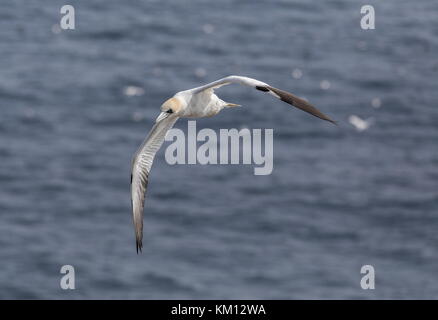 Der nördliche Tölpel, Morus bassanus, im Flug über die Brutkolonie. Stockfoto