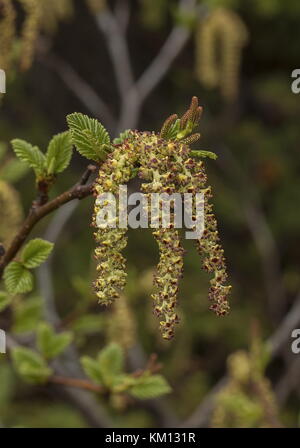 Grünerle, Alnus viridis subsp. Crispa, männliche Catkins im Frühjahr; Neufundland. Stockfoto