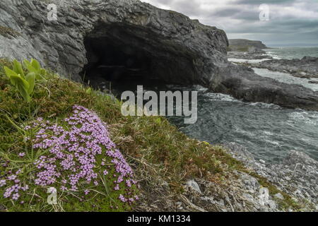 Whale Cove oder Big Oven, eine Meereshöhle im Burnt Cape Ecological Reserve, mit Moss Campion; Burnt Cape, Great Northern Peninsula, Neufundland Stockfoto