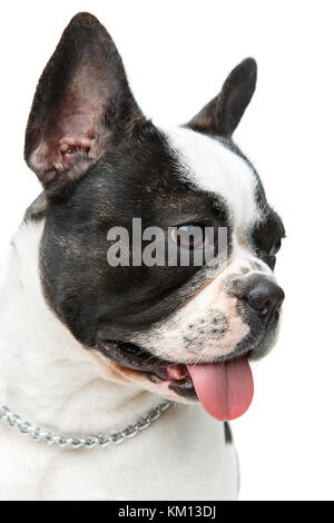 Französische Bulldogge Hund auf weißem Hintergrund Stockfoto