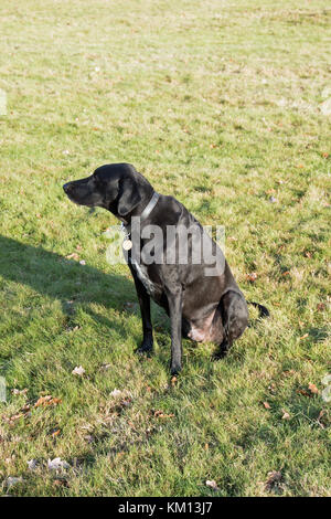 Cross-Rasse schwarzer Hund Stockfoto