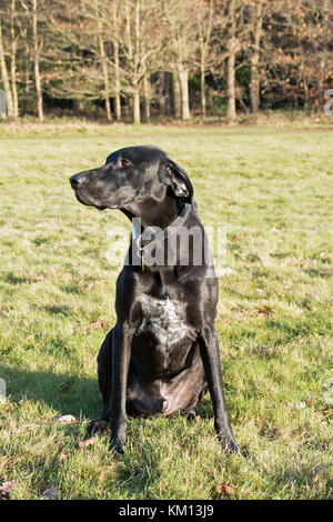 Cross-Rasse schwarzer Hund Stockfoto