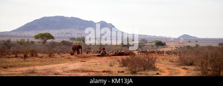 Tiere, Zebras, Elefanten am Wasserloch in Kenia auf Safari Stockfoto