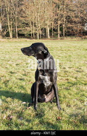 Cross-Rasse schwarzer Hund Stockfoto