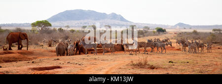 Viele Tiere, Zebras, Elefanten am Wasserloch, Kenia Safari Stockfoto