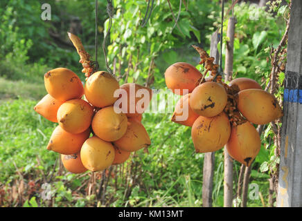 Bündel frische Kokosnüsse sind bereit zum Verkauf. Kokosnüsse ist eine tropische Frucht, gut für die Gesundheit. Es gibt viele Kokosnüsse, Ben Tre, Vietnam Stockfoto