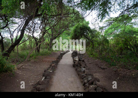 Pfad in den Mzima Springs, eine Oase in Kenia Stockfoto