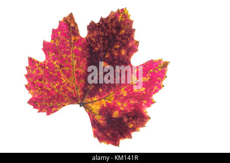 Rot Gelb und Braun staind auf einem weinblatt im Herbst färben Weiß isoliert Stockfoto